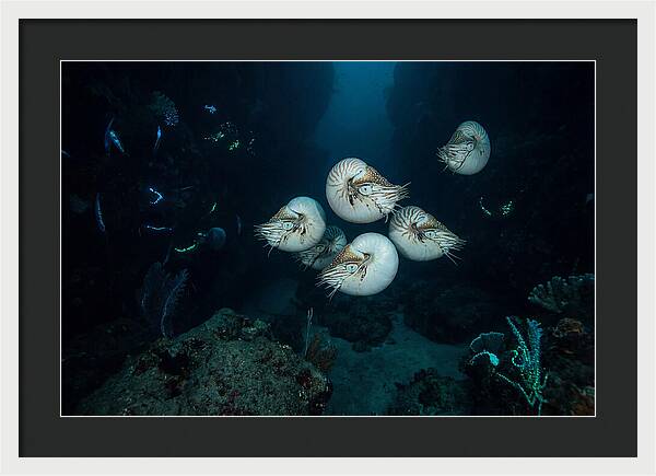Nautilus In Deep Waters