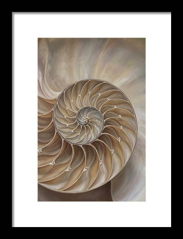 Nautilus Shell Cross Section