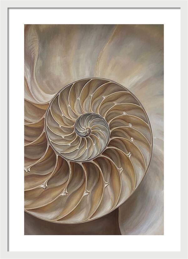 Nautilus Shell Cross Section
