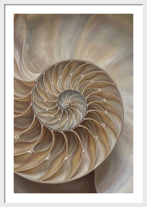 Nautilus Shell Cross Section
