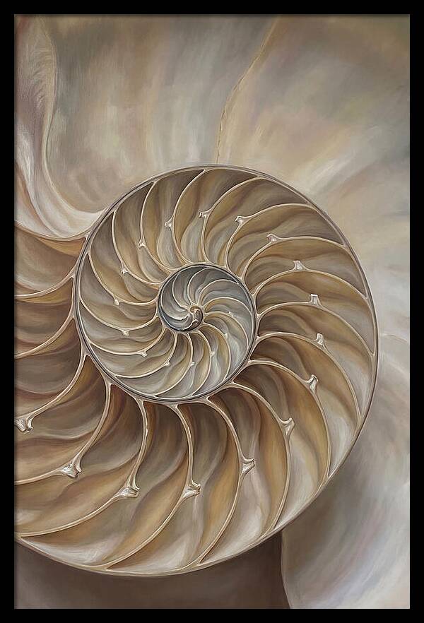 Nautilus Shell Cross Section