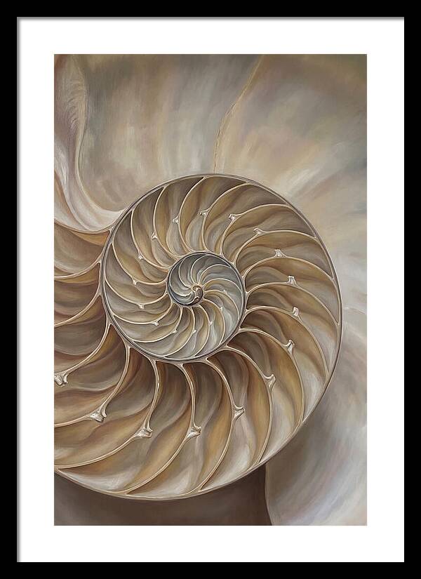 Nautilus Shell Cross Section