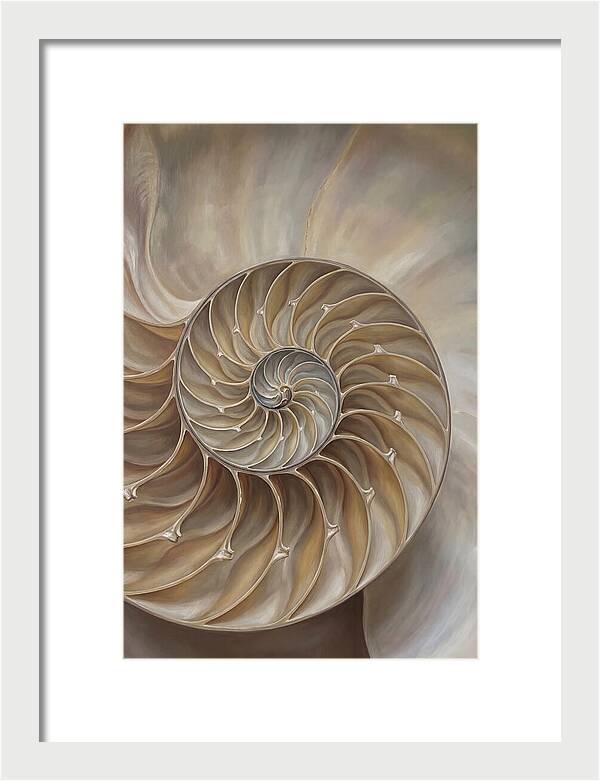 Nautilus Shell Cross Section
