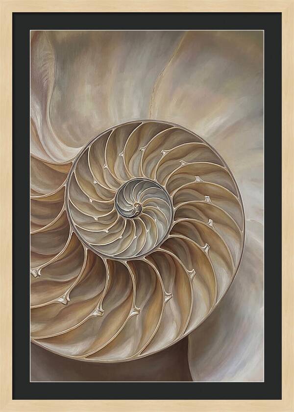 Nautilus Shell Cross Section