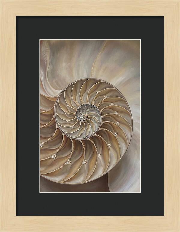 Nautilus Shell Cross Section