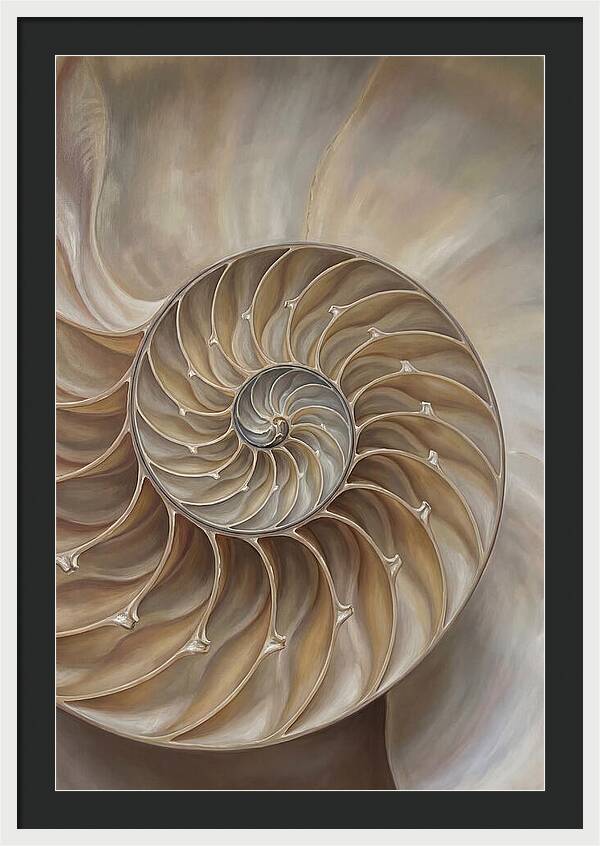 Nautilus Shell Cross Section