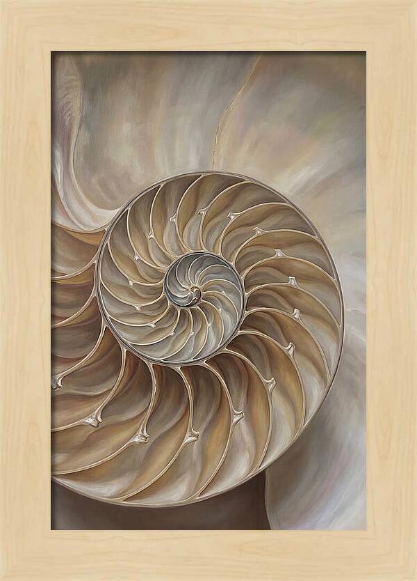 Nautilus Shell Cross Section
