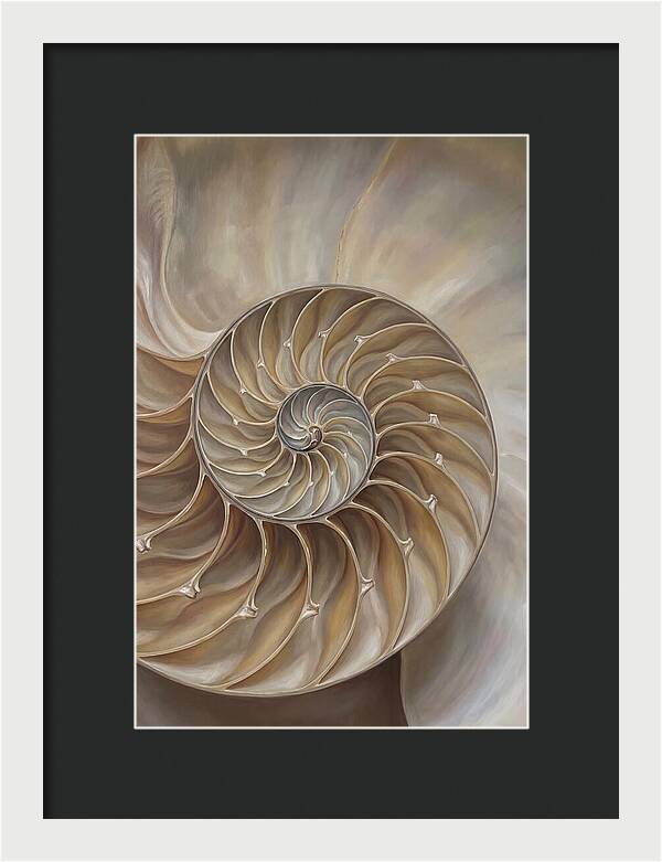 Nautilus Shell Cross Section