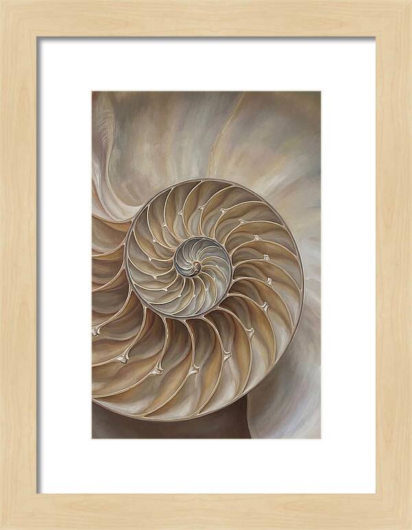 Nautilus Shell Cross Section