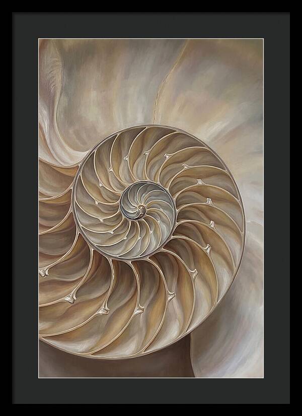 Nautilus Shell Cross Section