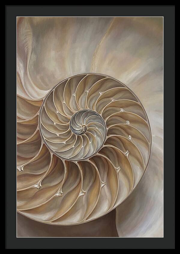 Nautilus Shell Cross Section