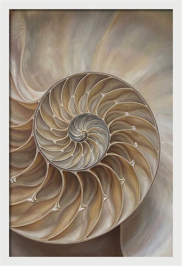 Nautilus Shell Cross Section