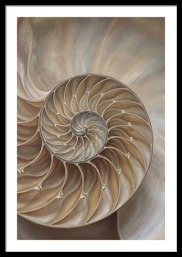 Nautilus Shell Cross Section