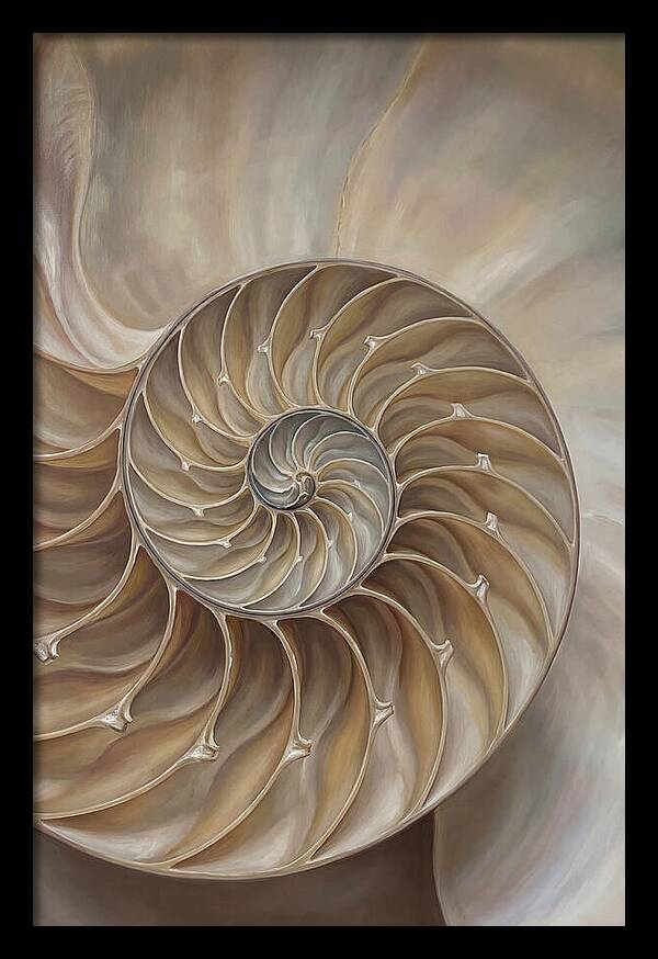 Nautilus Shell Cross Section