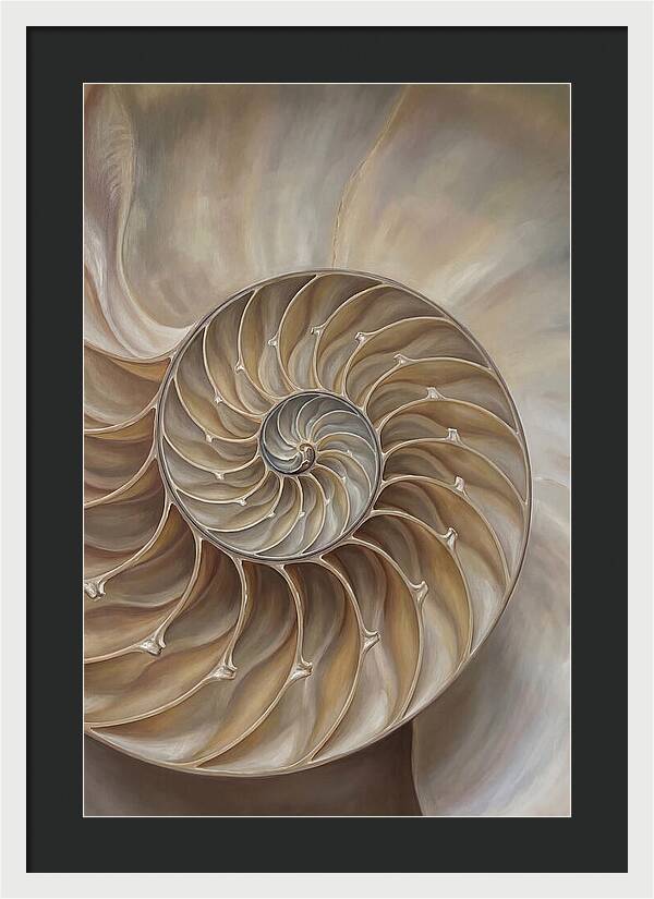 Nautilus Shell Cross Section