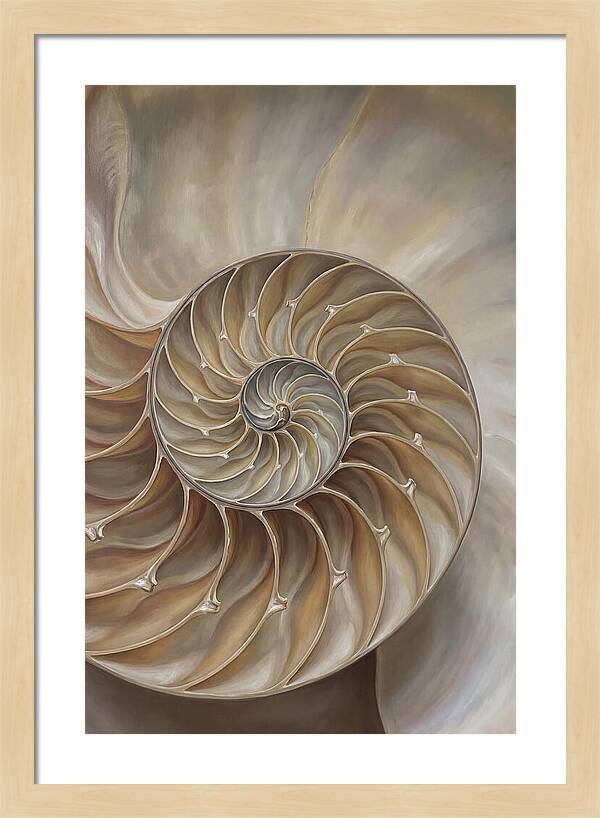 Nautilus Shell Cross Section