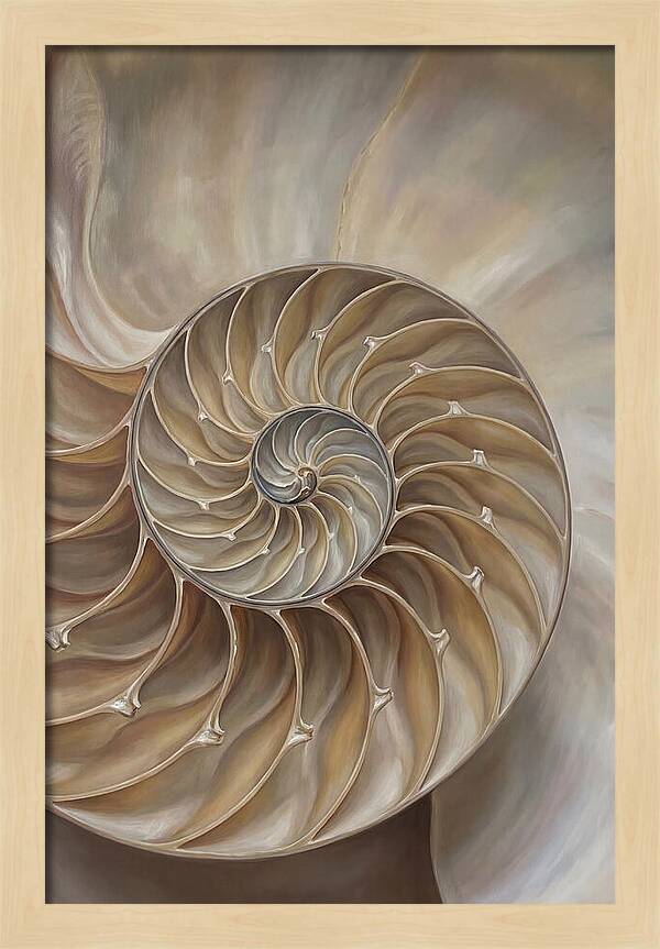 Nautilus Shell Cross Section