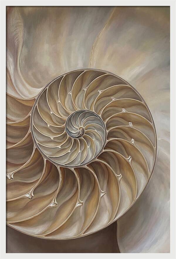 Nautilus Shell Cross Section