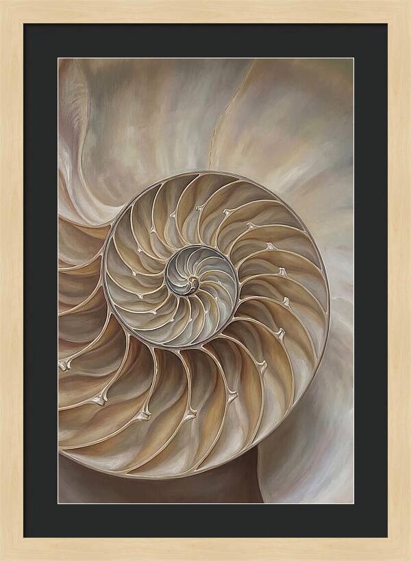Nautilus Shell Cross Section