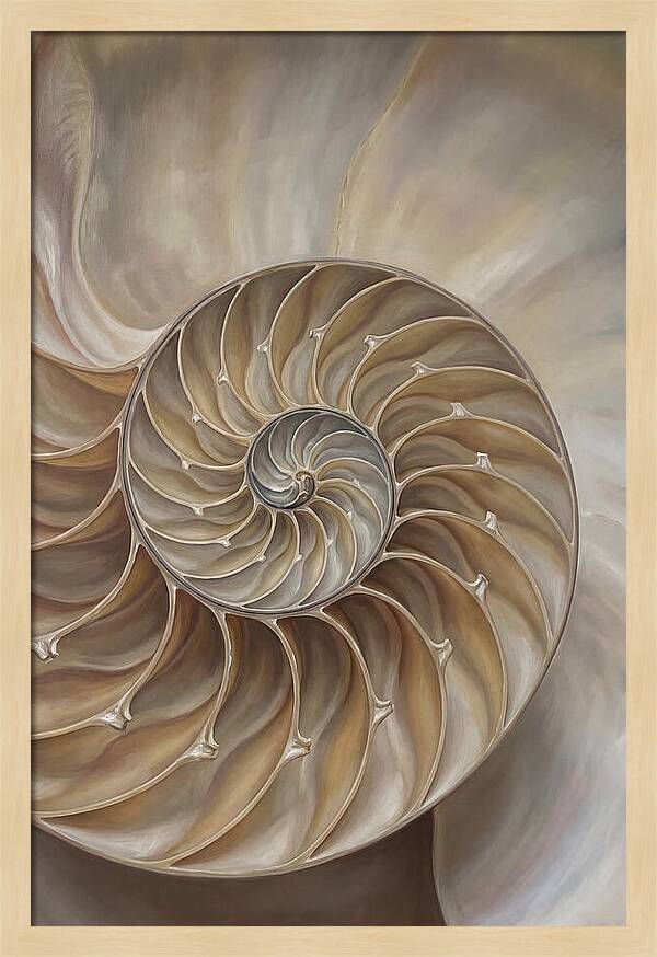 Nautilus Shell Cross Section