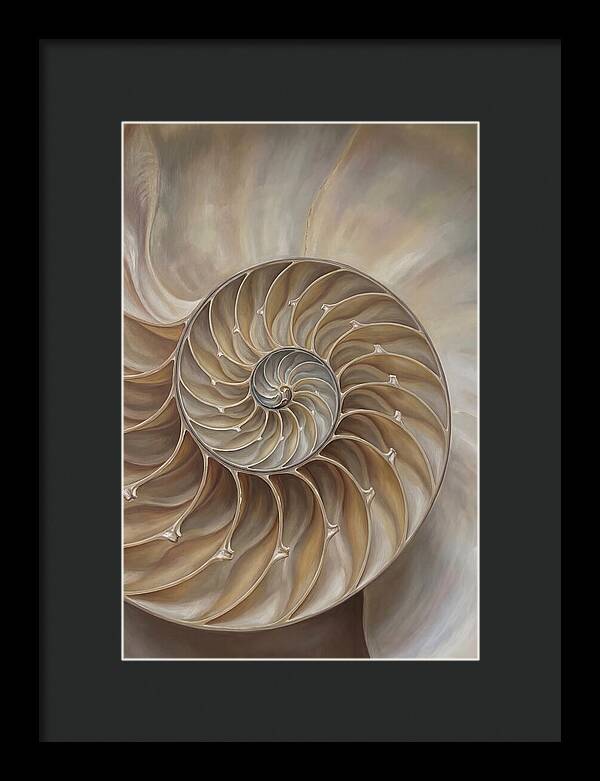 Nautilus Shell Cross Section