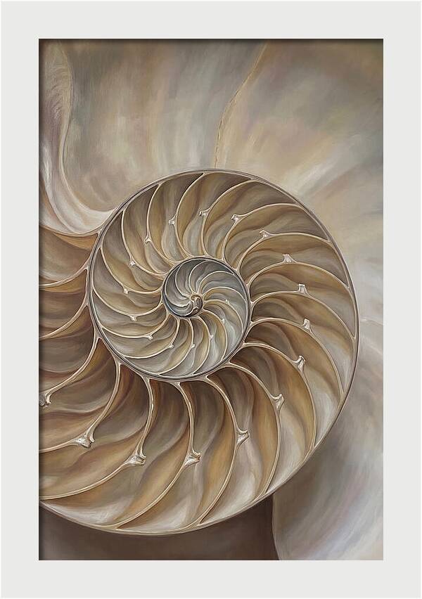 Nautilus Shell Cross Section