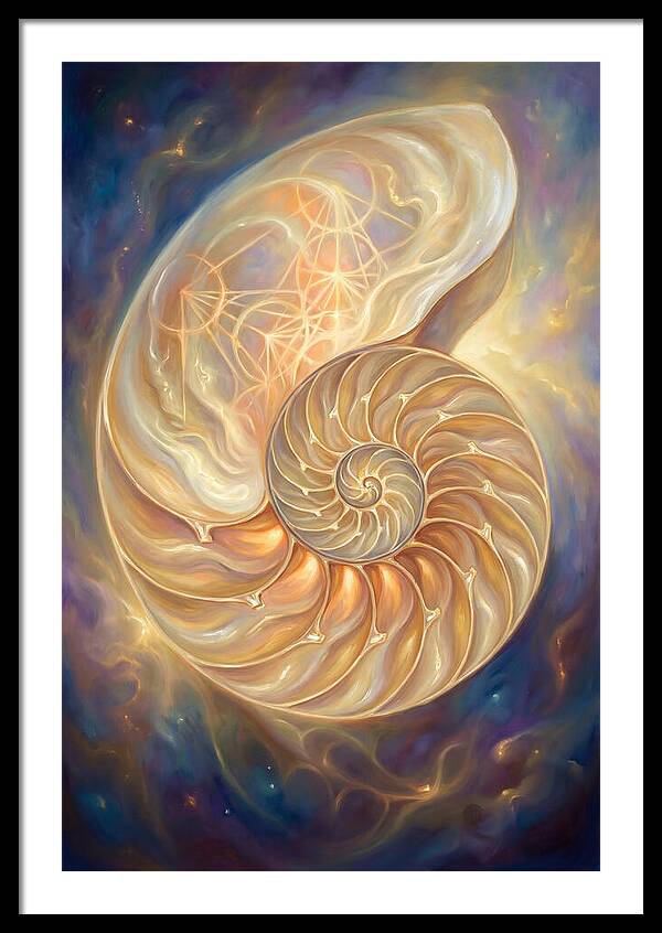 Nautilus Shell