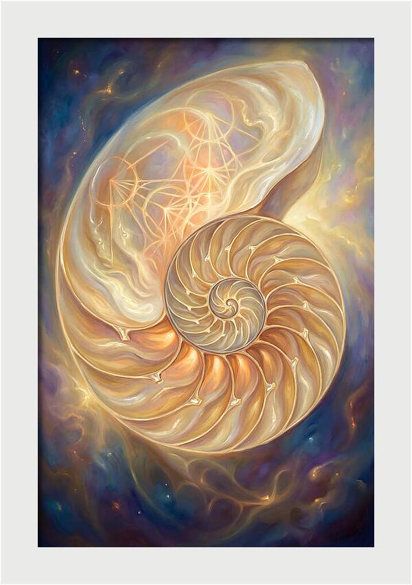 Nautilus Shell
