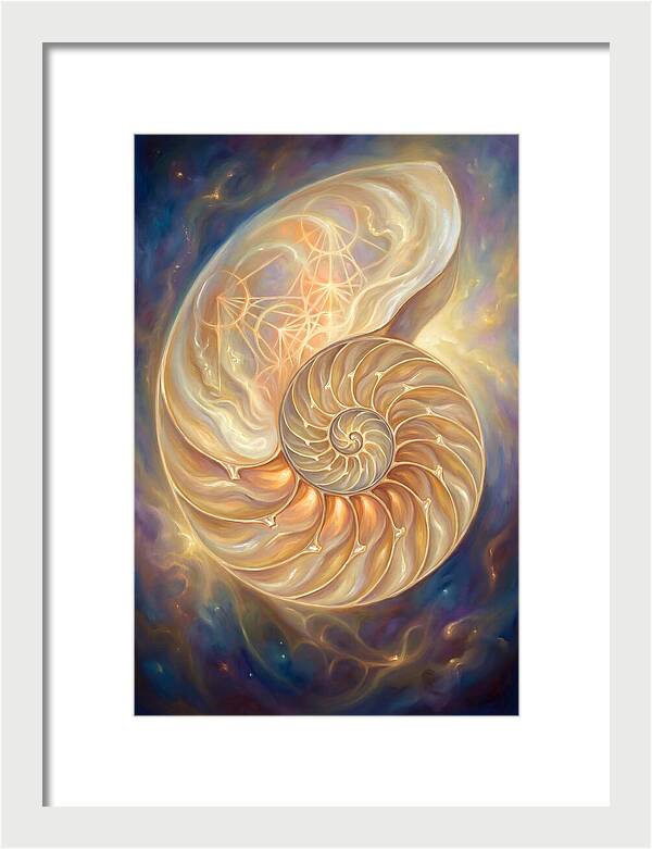 Nautilus Shell