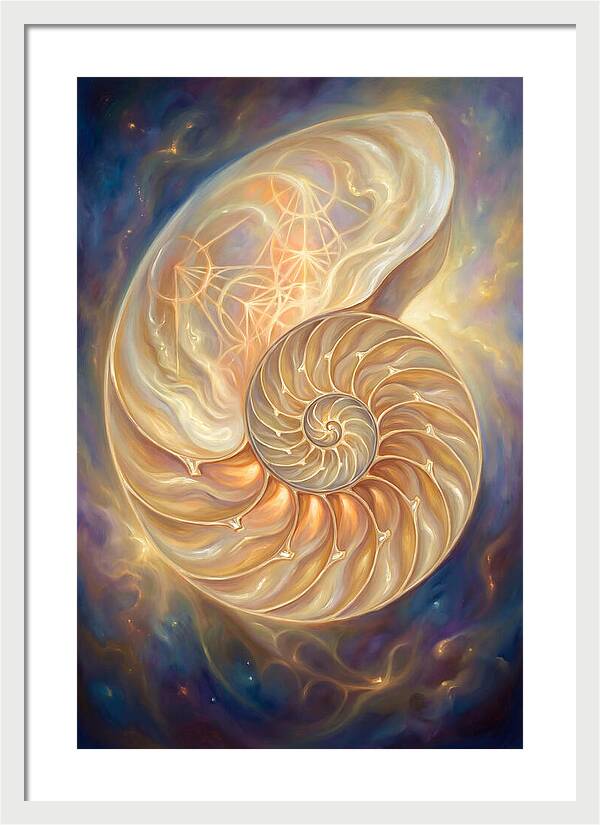 Nautilus Shell