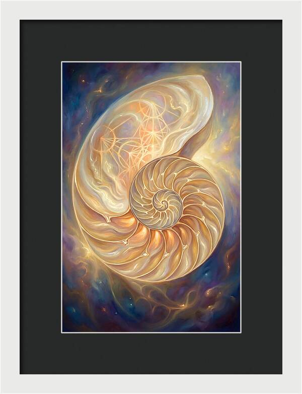 Nautilus Shell