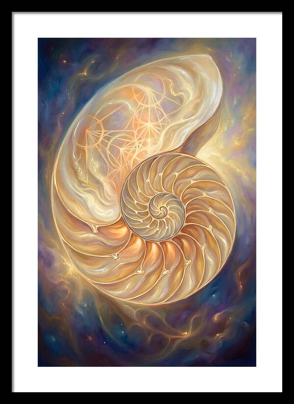 Nautilus Shell