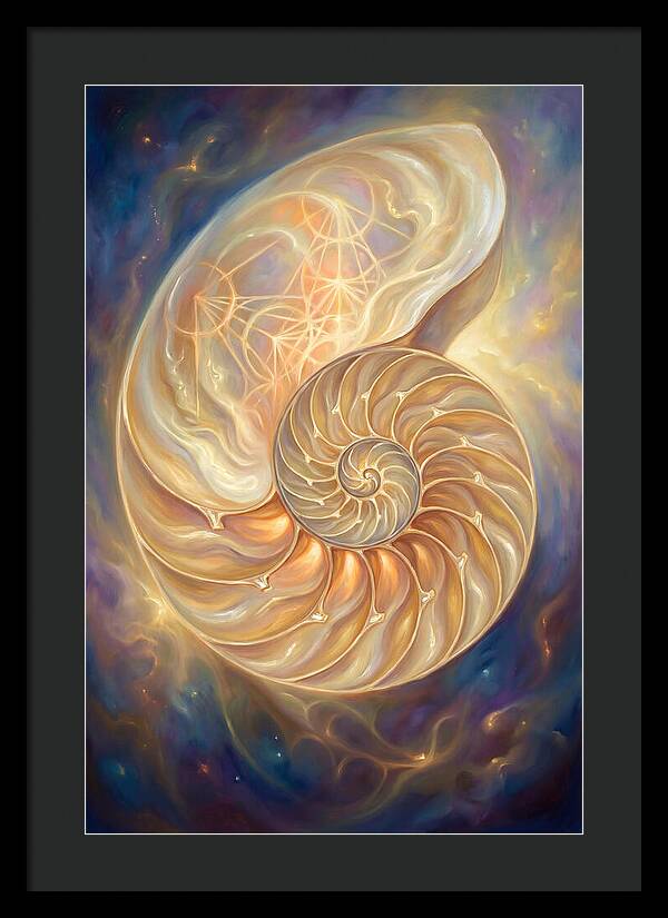 Nautilus Shell