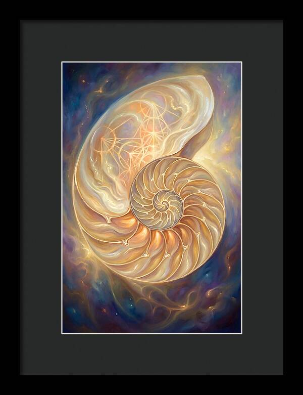 Nautilus Shell