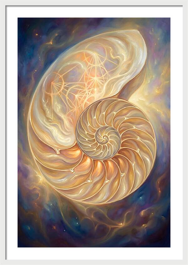 Nautilus Shell