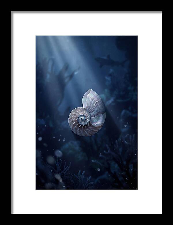 Nautilus Shell In Deep Blue