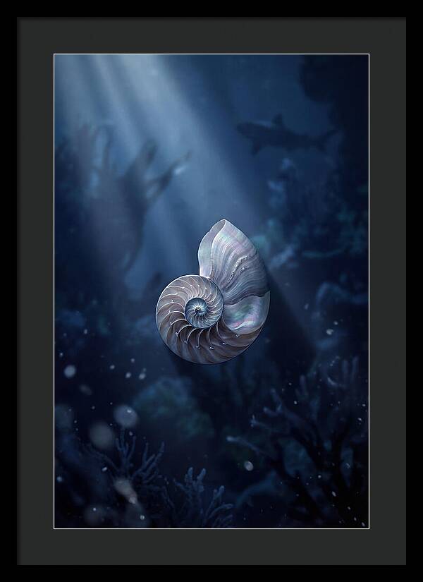 Nautilus Shell In Deep Blue