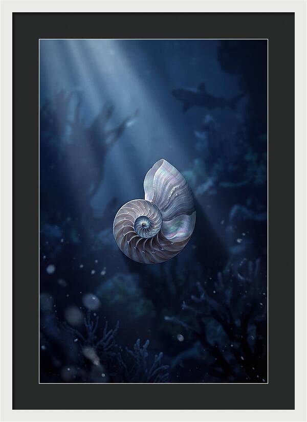 Nautilus Shell In Deep Blue