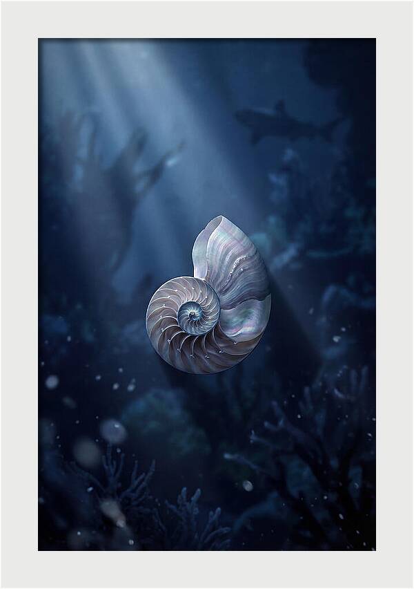Nautilus Shell In Deep Blue