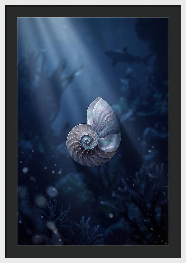 Nautilus Shell In Deep Blue
