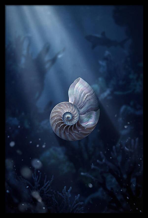 Nautilus Shell In Deep Blue