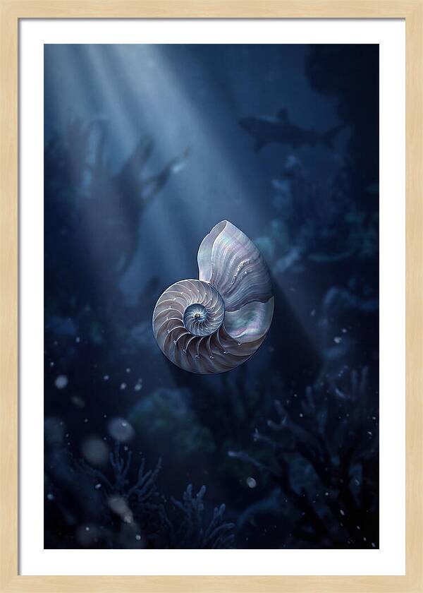 Nautilus Shell In Deep Blue