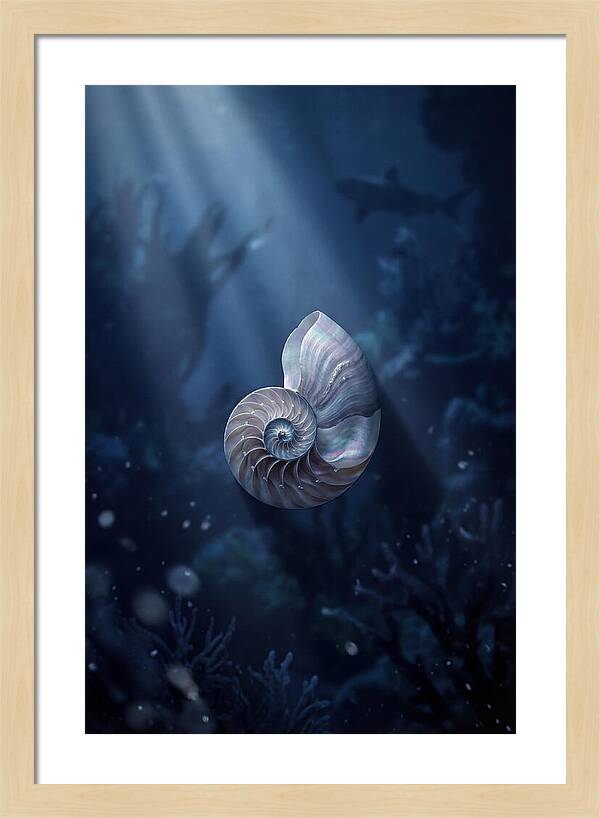 Nautilus Shell In Deep Blue