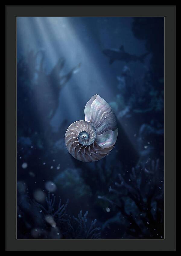 Nautilus Shell In Deep Blue