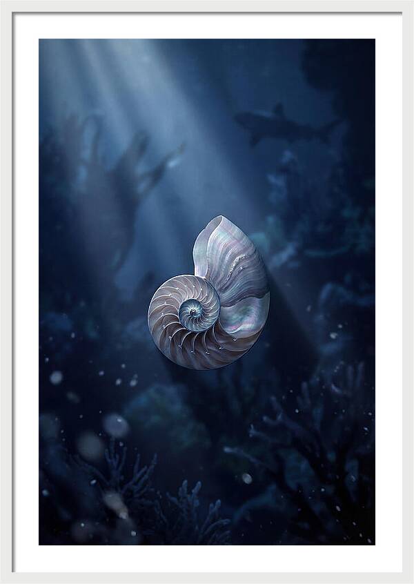 Nautilus Shell In Deep Blue