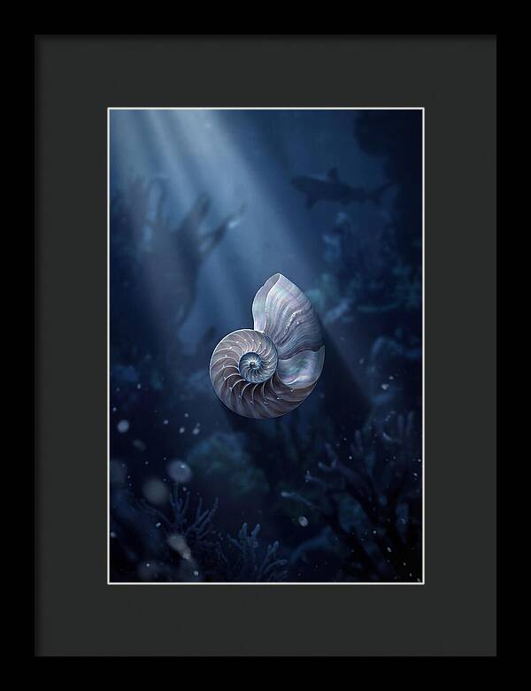 Nautilus Shell In Deep Blue