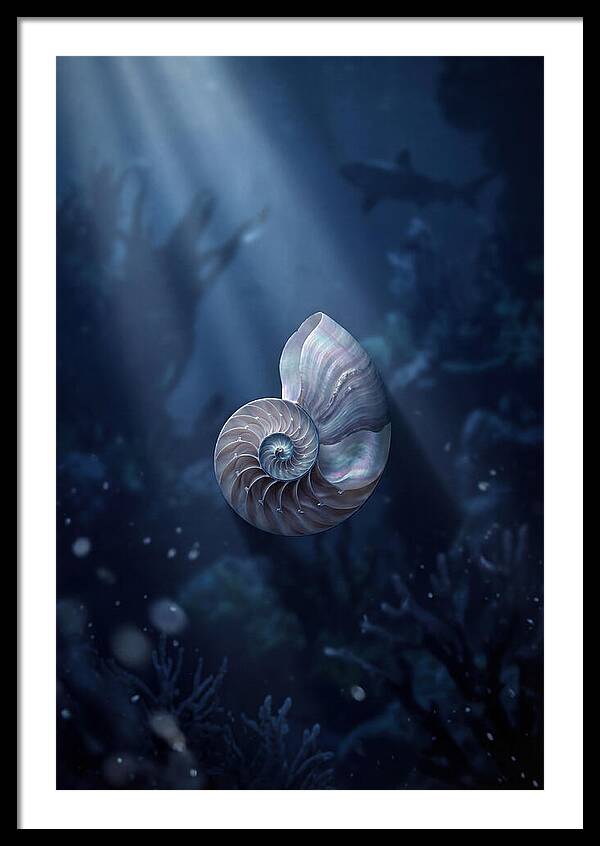 Nautilus Shell In Deep Blue
