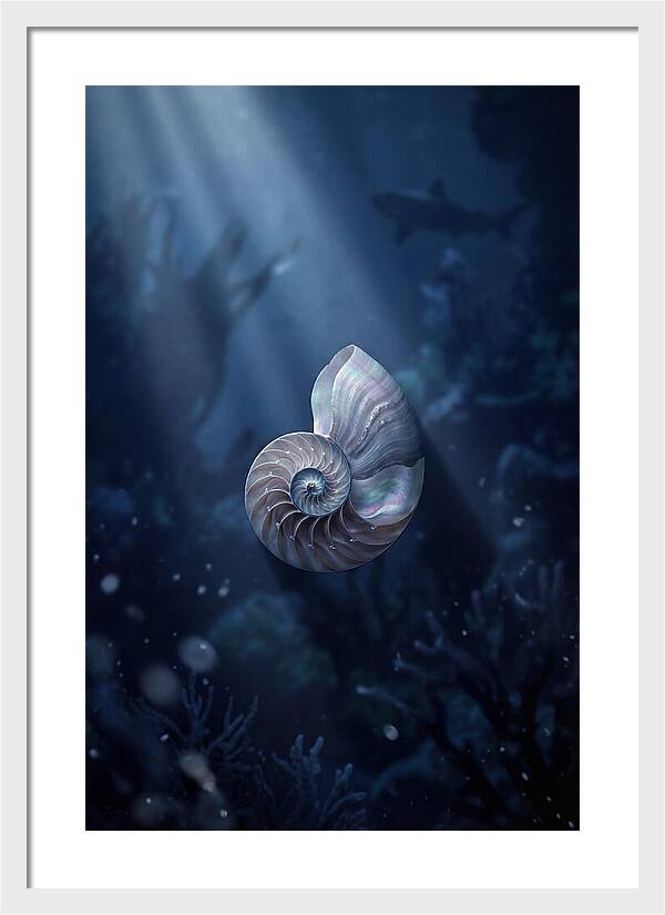 Nautilus Shell In Deep Blue