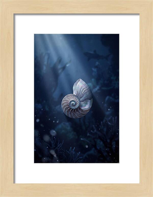Nautilus Shell In Deep Blue