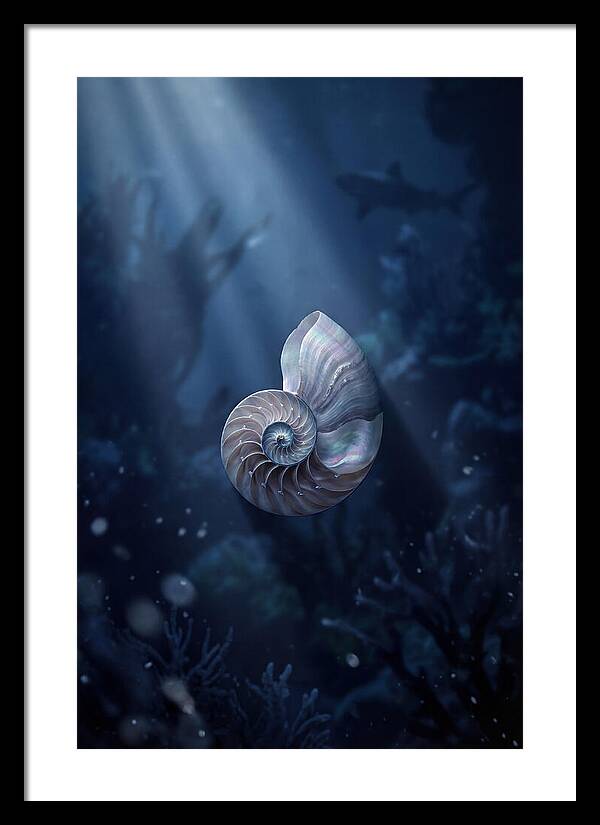 Nautilus Shell In Deep Blue
